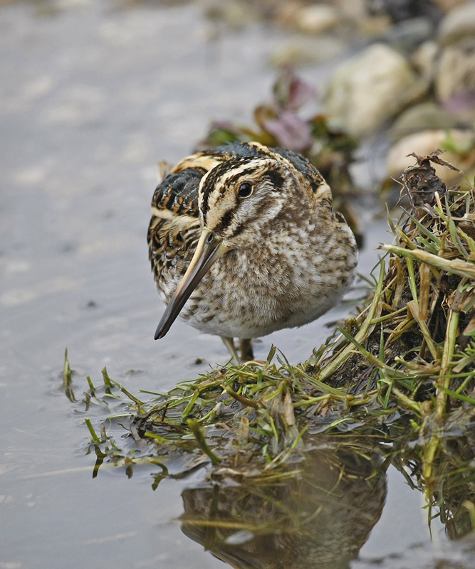 Jack Snipe