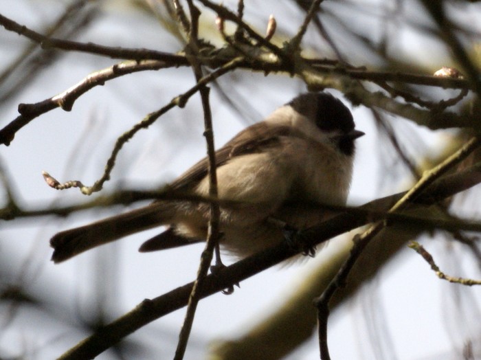 Marsh Tit