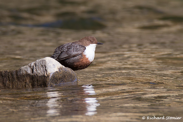 Dipper