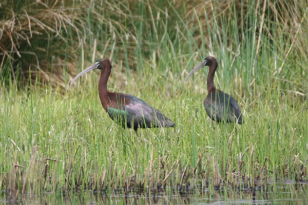 Glossy Ibis