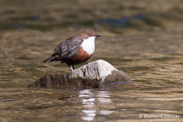 Dipper