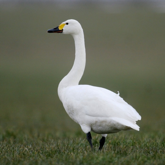 Bewick's Swan