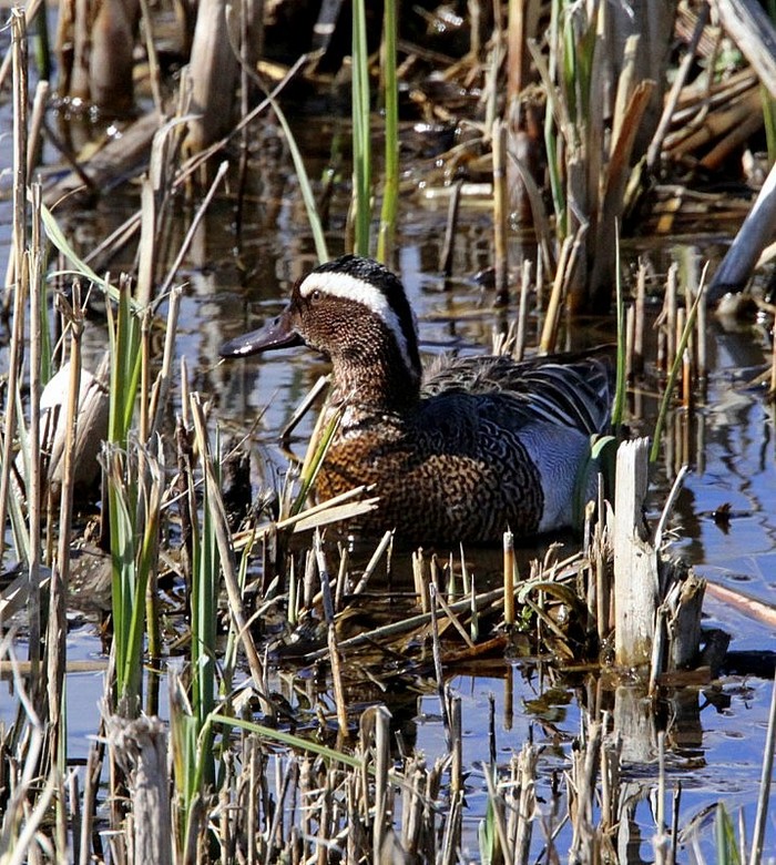 Garganey
