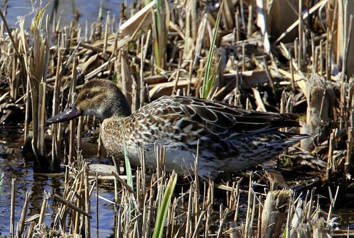 Garganey