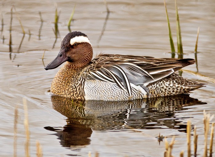 Garganey