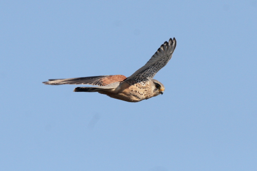 Kestrel