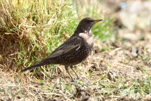 Ring Ouzel