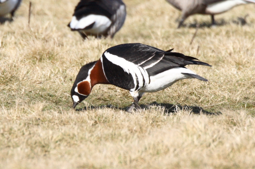 Red-breasted Goose