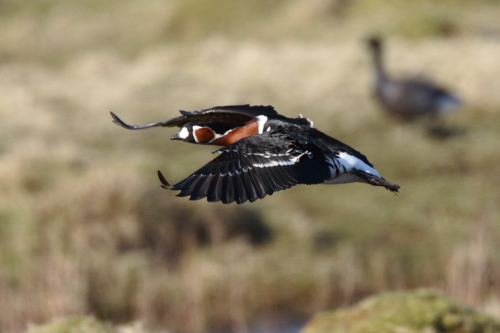Red-breasted Goose