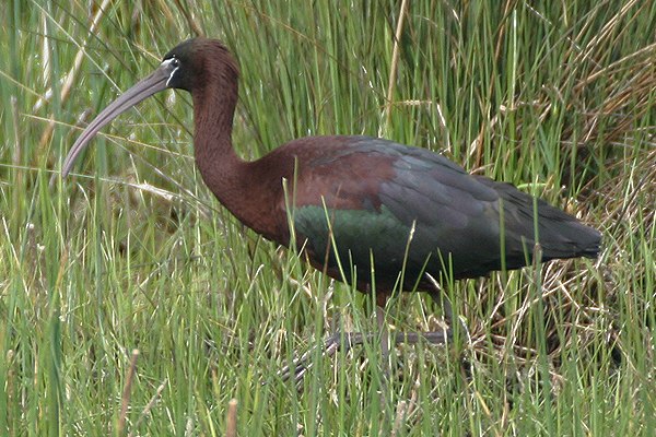 Glossy Ibis