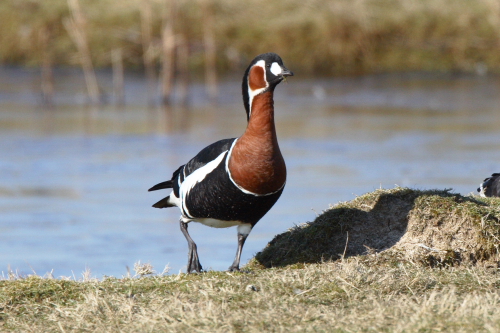Red-breasted Goose