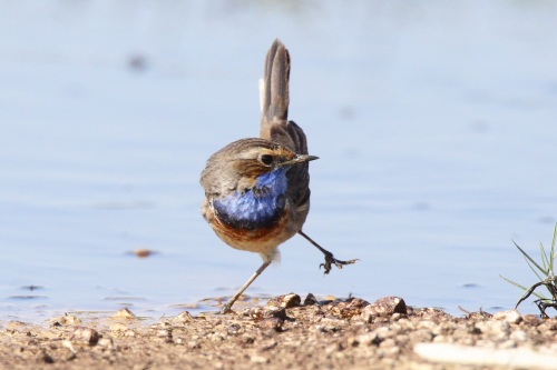 White-spotted Bluethroat