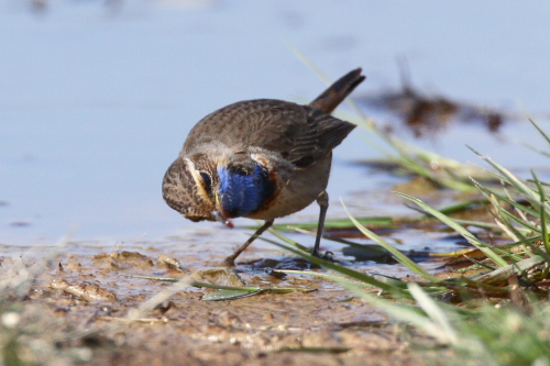 White-spotted Bluethroat