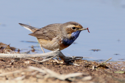 White-spotted Bluethroat