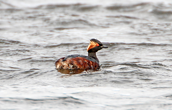 Black-necked Grebe