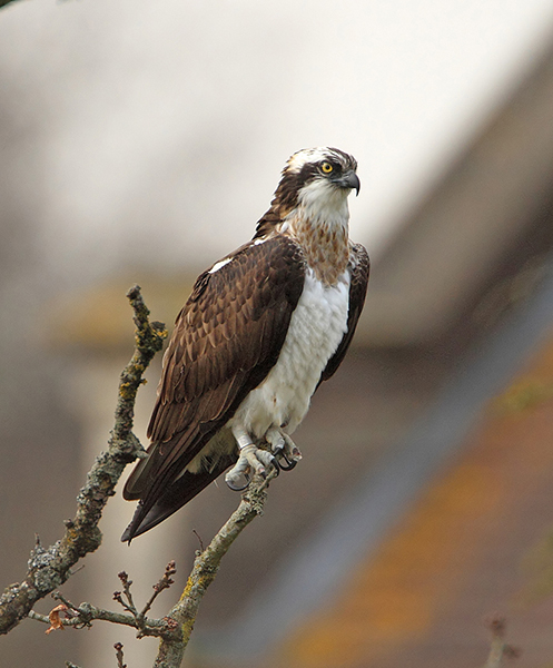 Osprey