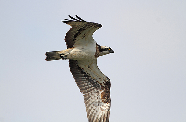 Osprey
