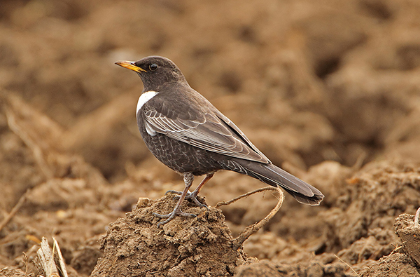 Ring Ouzel