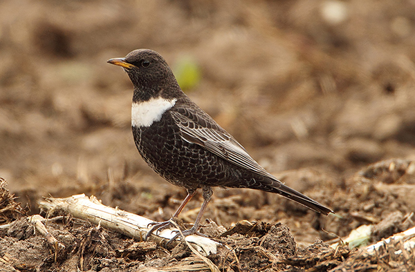 Ring Ouzel