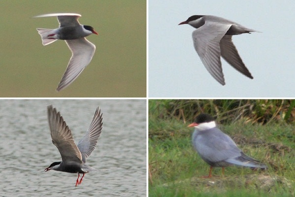 Whiskered Tern