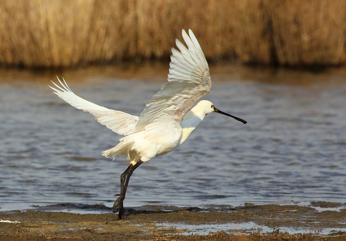 Spoonbill
