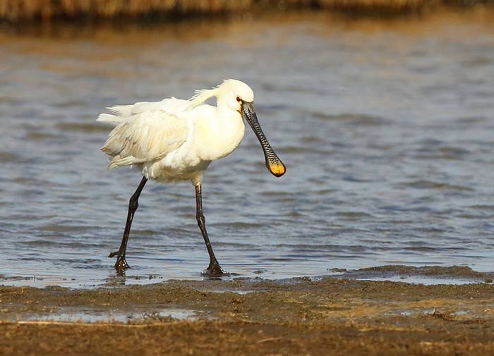 Spoonbill