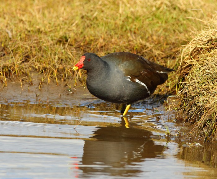 Moorhen
