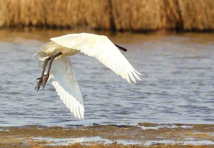 Spoonbill