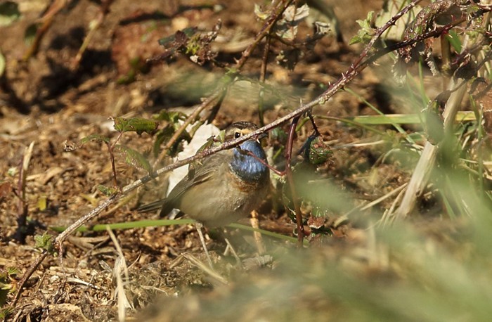 White-spotted Bluethroat