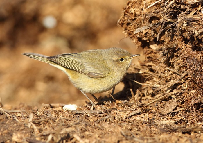 Chiffchaff