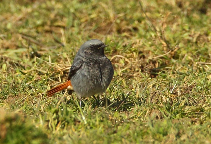 Black Redstart