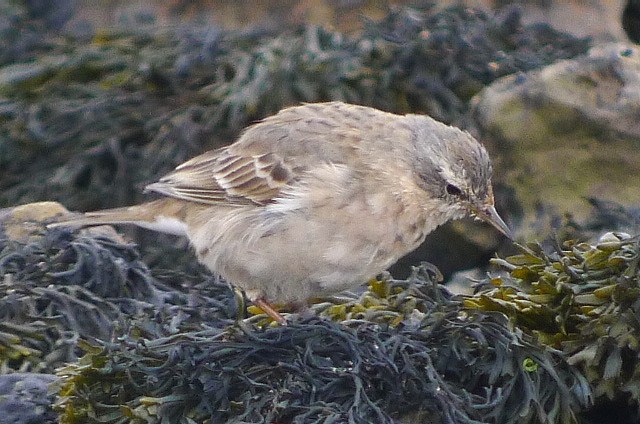 Water Pipit