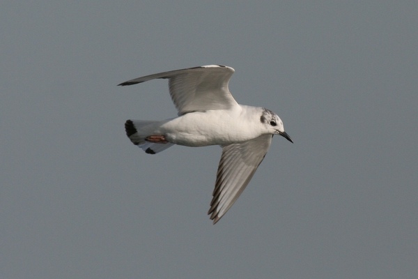 Bonaparte's Gull