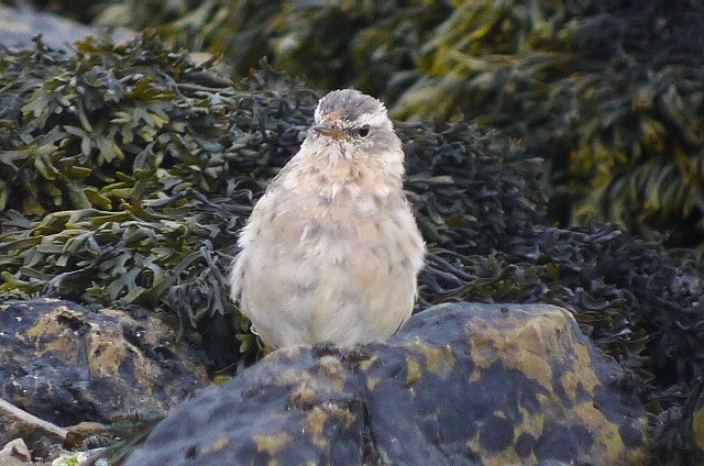 Water Pipit