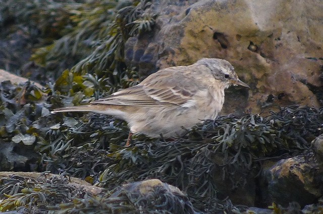 Water Pipit