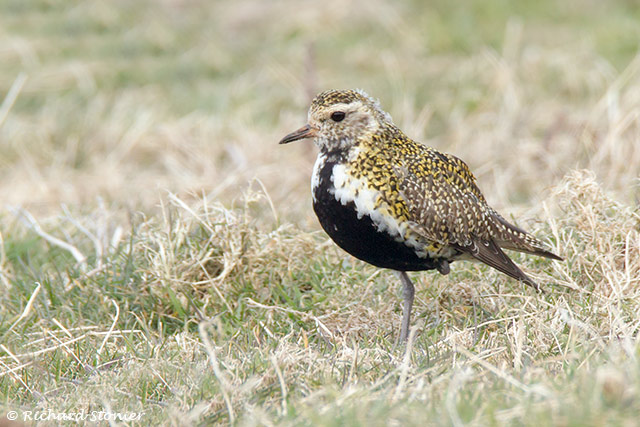 Golden Plover