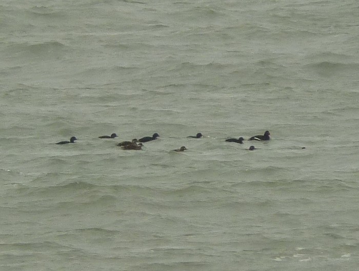 Velvet Scoter