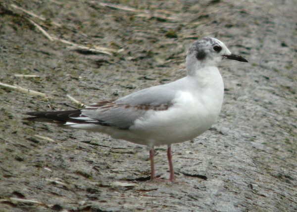 Bonaparte's Gull