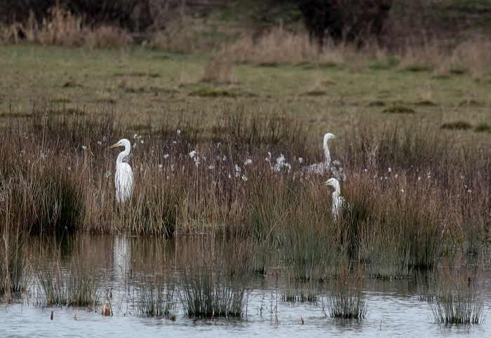 Great White Egret