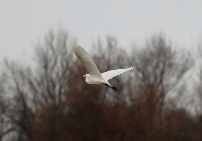 Great White Egret