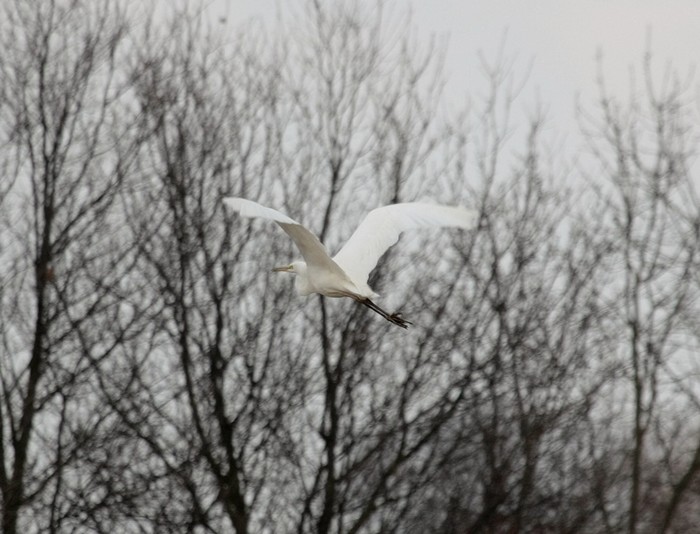Great White Egret