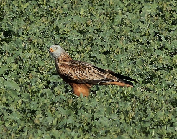 Red Kite