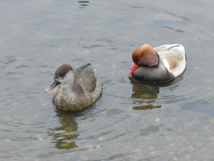 Red-crested Pochard