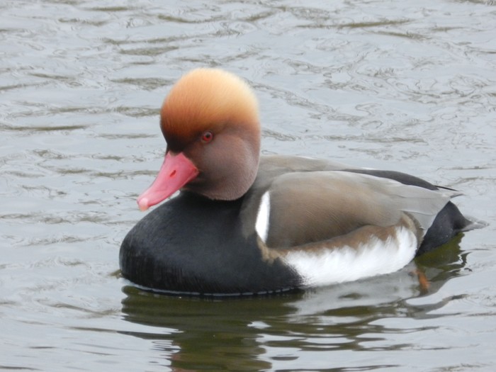 Red-crested Pochard