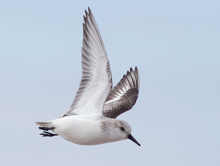 Sanderling