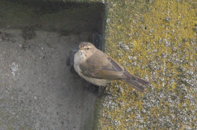 Siberian Chiffchaff