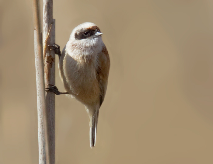 Penduline Tit