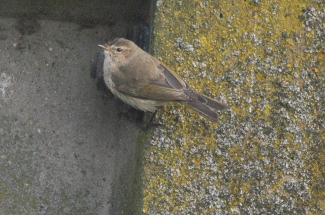 Siberian Chiffchaff
