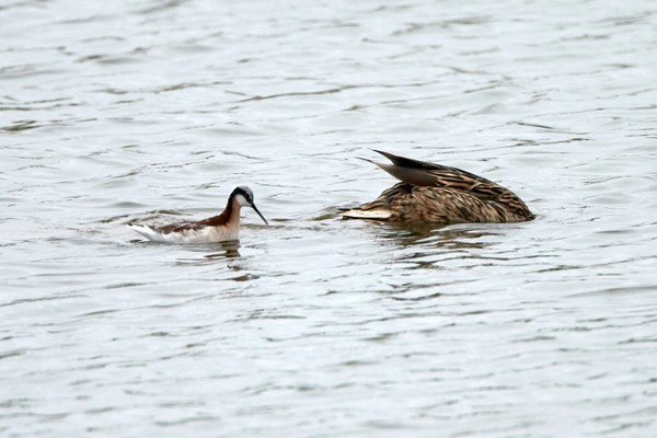 Wilson's Phalarope