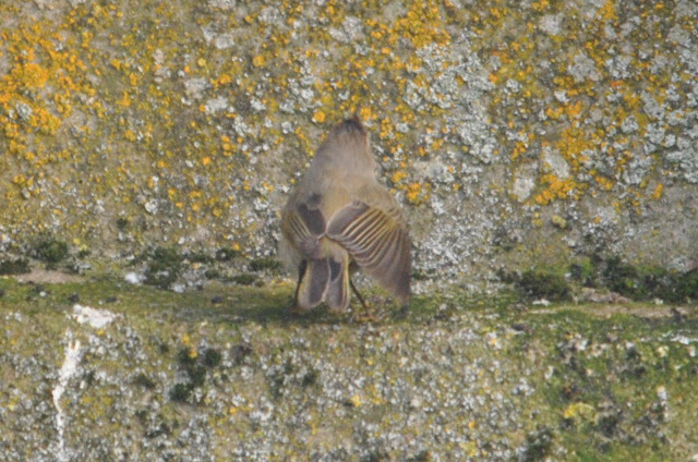 Siberian Chiffchaff